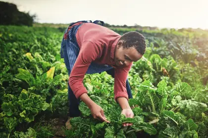 Woman harvesting vegetables in a field