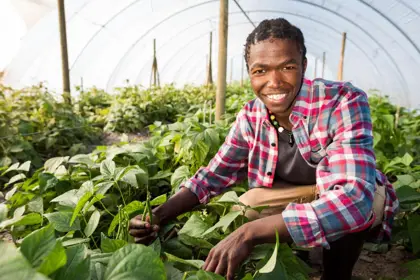 Farmer tending plants in a greenhouse
