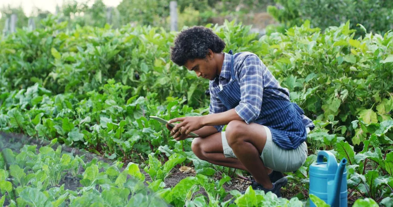 Farmer checking leafy vegetables
