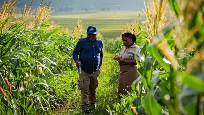 Farmers walking through maize