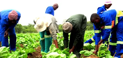 Learners practising vegetable production