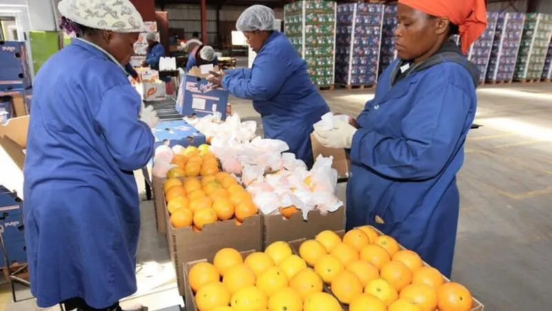 Processing and packing agricultural produce