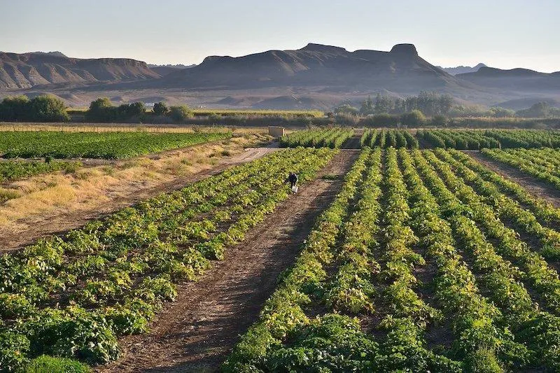 Crop rows leading towards mountains